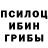Псилоцибиновые грибы Psilocybine cubensis Abdumyktar Kucherbaev